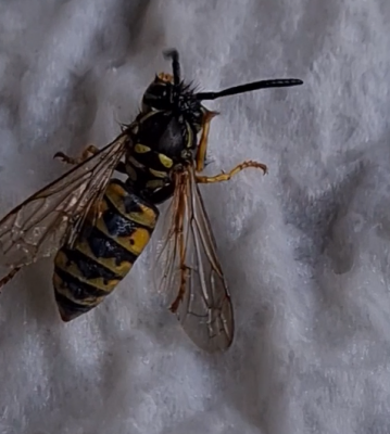 Begegnung der brummselnden Art