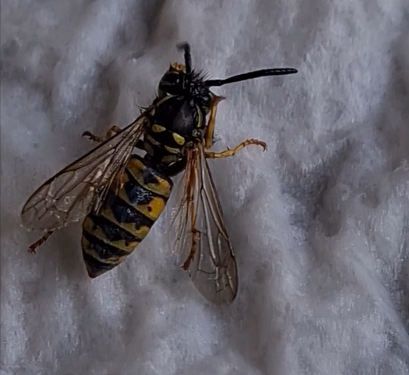 Begegnung der brummselnden Art